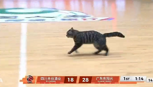 开云体育入口-WC！陈国豪！太奇葩了...